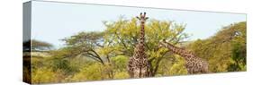 Awesome South Africa Collection Panoramic - Giraffes in Savannah-Philippe Hugonnard-Stretched Canvas