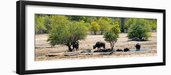 Awesome South Africa Collection Panoramic - Herd of Buffalo-Philippe Hugonnard-Framed Photographic Print