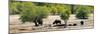 Awesome South Africa Collection Panoramic - Herd of Buffalo-Philippe Hugonnard-Mounted Photographic Print