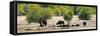 Awesome South Africa Collection Panoramic - Herd of Buffalo-Philippe Hugonnard-Framed Stretched Canvas
