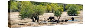 Awesome South Africa Collection Panoramic - Herd of Buffalo-Philippe Hugonnard-Stretched Canvas