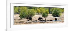 Awesome South Africa Collection Panoramic - Herd of Buffalo-Philippe Hugonnard-Framed Photographic Print