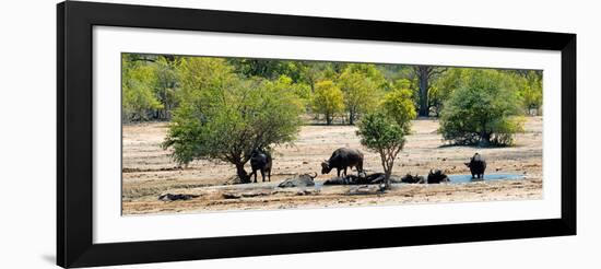 Awesome South Africa Collection Panoramic - Herd of Buffalo-Philippe Hugonnard-Framed Photographic Print