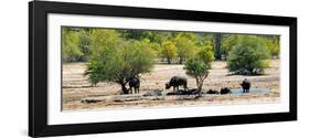 Awesome South Africa Collection Panoramic - Herd of Buffalo-Philippe Hugonnard-Framed Photographic Print