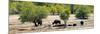 Awesome South Africa Collection Panoramic - Herd of Buffalo-Philippe Hugonnard-Mounted Photographic Print