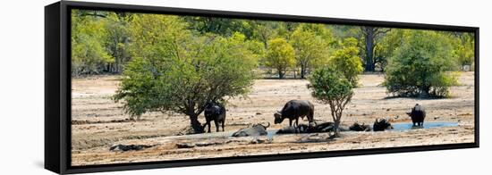 Awesome South Africa Collection Panoramic - Herd of Buffalo-Philippe Hugonnard-Framed Stretched Canvas