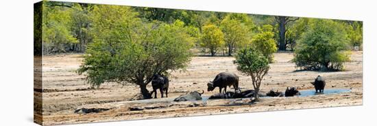 Awesome South Africa Collection Panoramic - Herd of Buffalo-Philippe Hugonnard-Stretched Canvas