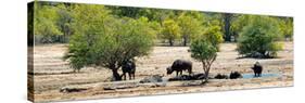 Awesome South Africa Collection Panoramic - Herd of Buffalo-Philippe Hugonnard-Stretched Canvas