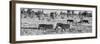 Awesome South Africa Collection Panoramic - Herd of Burchell's Zebras B&W-Philippe Hugonnard-Framed Photographic Print