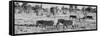 Awesome South Africa Collection Panoramic - Herd of Burchell's Zebras B&W-Philippe Hugonnard-Framed Stretched Canvas
