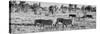 Awesome South Africa Collection Panoramic - Herd of Burchell's Zebras B&W-Philippe Hugonnard-Stretched Canvas
