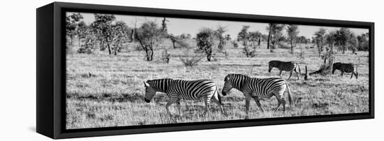 Awesome South Africa Collection Panoramic - Herd of Burchell's Zebras B&W-Philippe Hugonnard-Framed Stretched Canvas