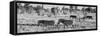 Awesome South Africa Collection Panoramic - Herd of Burchell's Zebras B&W-Philippe Hugonnard-Framed Stretched Canvas