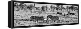 Awesome South Africa Collection Panoramic - Herd of Burchell's Zebras B&W-Philippe Hugonnard-Framed Stretched Canvas