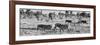 Awesome South Africa Collection Panoramic - Herd of Burchell's Zebras B&W-Philippe Hugonnard-Framed Photographic Print