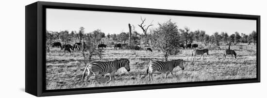 Awesome South Africa Collection Panoramic - Herd of Burchell's Zebras II B&W-Philippe Hugonnard-Framed Stretched Canvas