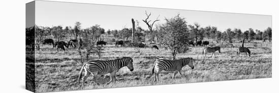 Awesome South Africa Collection Panoramic - Herd of Burchell's Zebras II B&W-Philippe Hugonnard-Stretched Canvas