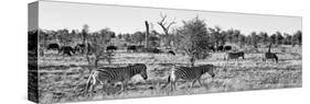 Awesome South Africa Collection Panoramic - Herd of Burchell's Zebras II B&W-Philippe Hugonnard-Stretched Canvas