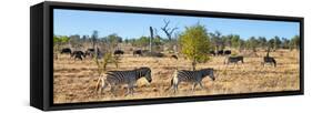 Awesome South Africa Collection Panoramic - Herd of Burchell's Zebras II-Philippe Hugonnard-Framed Stretched Canvas