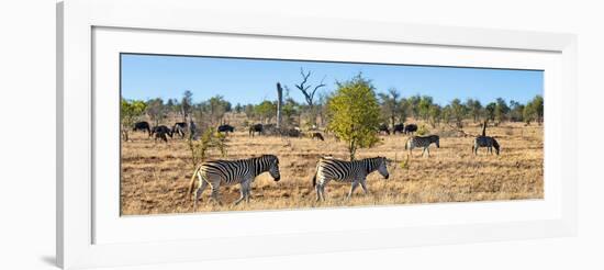 Awesome South Africa Collection Panoramic - Herd of Burchell's Zebras II-Philippe Hugonnard-Framed Photographic Print