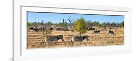 Awesome South Africa Collection Panoramic - Herd of Burchell's Zebras II-Philippe Hugonnard-Framed Photographic Print