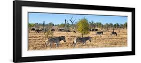 Awesome South Africa Collection Panoramic - Herd of Burchell's Zebras II-Philippe Hugonnard-Framed Photographic Print