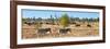 Awesome South Africa Collection Panoramic - Herd of Burchell's Zebras II-Philippe Hugonnard-Framed Photographic Print