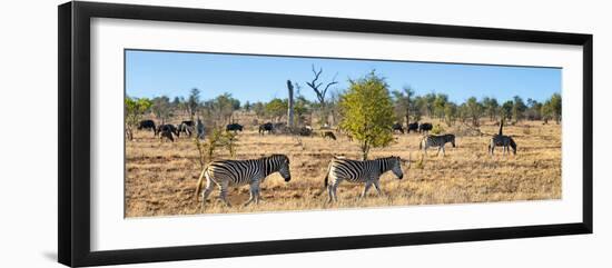 Awesome South Africa Collection Panoramic - Herd of Burchell's Zebras II-Philippe Hugonnard-Framed Photographic Print