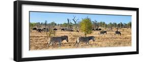 Awesome South Africa Collection Panoramic - Herd of Burchell's Zebras II-Philippe Hugonnard-Framed Photographic Print