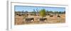 Awesome South Africa Collection Panoramic - Herd of Burchell's Zebras II-Philippe Hugonnard-Framed Photographic Print