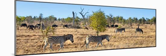 Awesome South Africa Collection Panoramic - Herd of Burchell's Zebras II-Philippe Hugonnard-Mounted Photographic Print