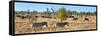 Awesome South Africa Collection Panoramic - Herd of Burchell's Zebras II-Philippe Hugonnard-Framed Stretched Canvas