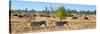 Awesome South Africa Collection Panoramic - Herd of Burchell's Zebras II-Philippe Hugonnard-Stretched Canvas
