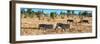 Awesome South Africa Collection Panoramic - Herd of Burchell's Zebras-Philippe Hugonnard-Framed Photographic Print