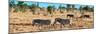 Awesome South Africa Collection Panoramic - Herd of Burchell's Zebras-Philippe Hugonnard-Mounted Photographic Print
