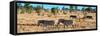 Awesome South Africa Collection Panoramic - Herd of Burchell's Zebras-Philippe Hugonnard-Framed Stretched Canvas