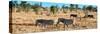 Awesome South Africa Collection Panoramic - Herd of Burchell's Zebras-Philippe Hugonnard-Stretched Canvas