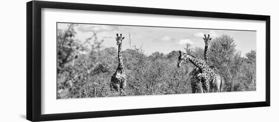 Awesome South Africa Collection Panoramic - Herd of Giraffes B&W-Philippe Hugonnard-Framed Photographic Print