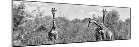 Awesome South Africa Collection Panoramic - Herd of Giraffes B&W-Philippe Hugonnard-Mounted Photographic Print