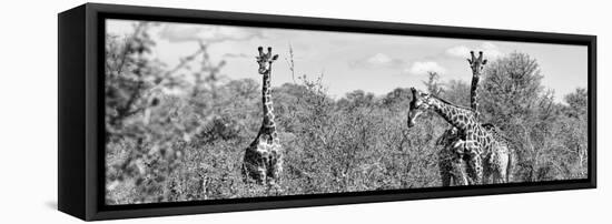 Awesome South Africa Collection Panoramic - Herd of Giraffes B&W-Philippe Hugonnard-Framed Stretched Canvas