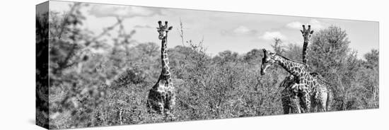 Awesome South Africa Collection Panoramic - Herd of Giraffes B&W-Philippe Hugonnard-Stretched Canvas