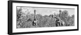 Awesome South Africa Collection Panoramic - Herd of Giraffes B&W-Philippe Hugonnard-Framed Premium Photographic Print