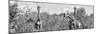 Awesome South Africa Collection Panoramic - Herd of Giraffes B&W-Philippe Hugonnard-Mounted Premium Photographic Print