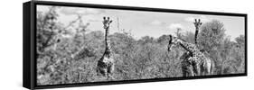 Awesome South Africa Collection Panoramic - Herd of Giraffes B&W-Philippe Hugonnard-Framed Stretched Canvas