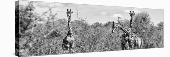 Awesome South Africa Collection Panoramic - Herd of Giraffes B&W-Philippe Hugonnard-Stretched Canvas