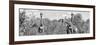 Awesome South Africa Collection Panoramic - Herd of Giraffes B&W-Philippe Hugonnard-Framed Photographic Print