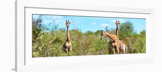 Awesome South Africa Collection Panoramic - Herd of Giraffes-Philippe Hugonnard-Framed Photographic Print