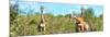 Awesome South Africa Collection Panoramic - Herd of Giraffes-Philippe Hugonnard-Mounted Photographic Print