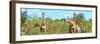 Awesome South Africa Collection Panoramic - Herd of Giraffes-Philippe Hugonnard-Framed Photographic Print