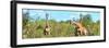 Awesome South Africa Collection Panoramic - Herd of Giraffes-Philippe Hugonnard-Framed Photographic Print